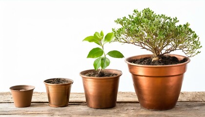 Cooper bronze Plant pot isolated white background. Growth concept. Seedling, plant, tree