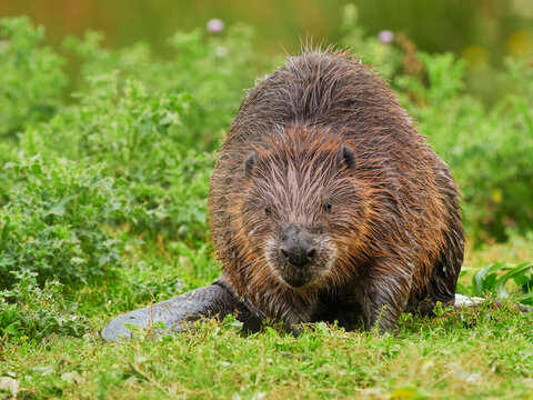 European beaver (Castor fiber) portrait, Cornwall, UK. August. Captive. 