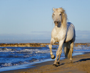 Camargue horse (Equus ferus caballus) running on beach, Camargue, France. October. 