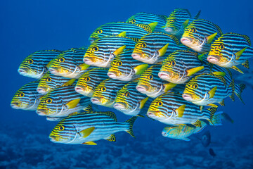 Oriental sweetlips fish (Plectorhinchus vittatus) school swimming above a coral reef, Laamu Atoll, Maldives, Indian Ocean. 