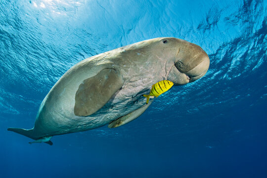 Male Dugong (Dugong dugon) swimming beneath the surface with a young Golden trevally (Gnathanodon speciosus) alongside, Marsa Alam, Egypt, Red Sea. 