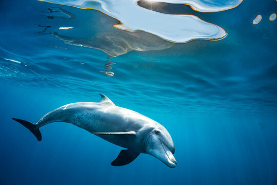 Indian Ocean bottlenose dolphin (Tursiops aduncus) swimming just below the surface in sunlight, Gubal Island, Egypt, Red Sea. 