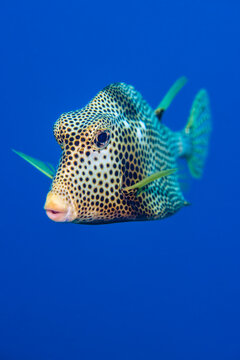 Smooth trunkfish (Lactophrys triqueter) portrait, Grand Cayman, Cayman Islands, Caribbean Sea. 
