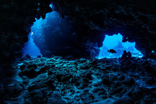 Schoolmaster snapper (Lutjanus apodus) swimming through underwater caverns within a coral reef, Grand Cayman, Cayman Islands, Caribbean Sea. 