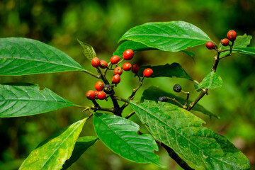Eumachia membranifolia. Eumachia is a genus of flowering plant in the family Rubiaceae