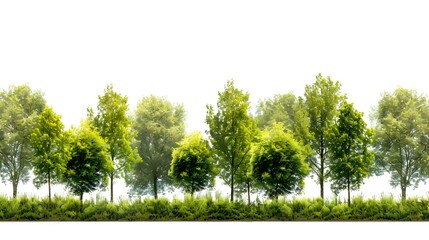 A serene row of green trees standing against a clear white background, illustrating a peaceful and natural landscape setting.