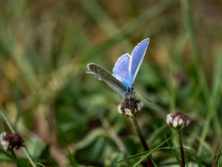 Bläuling