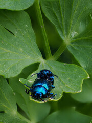 Himmelblauer Blattkäfer