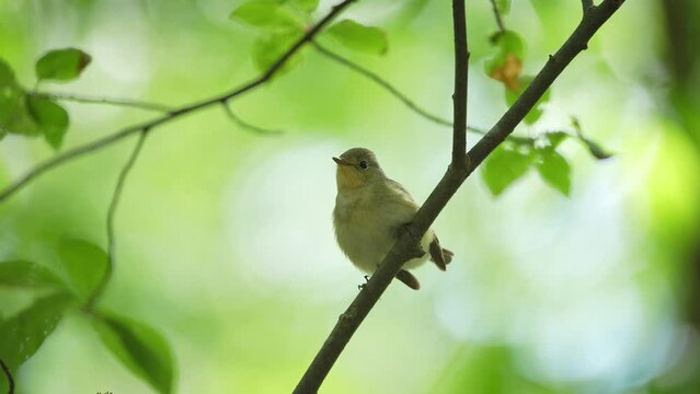 The red-breasted flycatcher (Ficedula parva) sits on a tree branch.