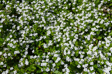 Fototapeta premium A herbaceous plant with beautiful creeping speedwell flowers in a meadow. Flowering of Veronica filiformis in a lawn among the grass in the park