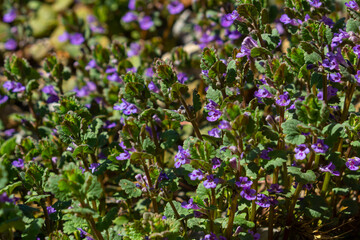 Beautiful Natural Herbal Blue Flowers Glechoma Hederacea Growing On Meadow In Springtime