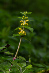 Yellow Archangel, Galeobdolon luteum or Lamium galeobdolon, detail of inflorescence.