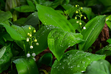 Lily of the valley, Convallaria majalis, growing wild, white fragrant flowers, detail