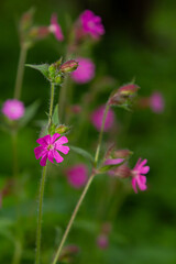 Silene dioica Melandrium rubrum, known as red campion and red catchfly, is a herbaceous flowering plant in the family Caryophyllaceae. Red campion