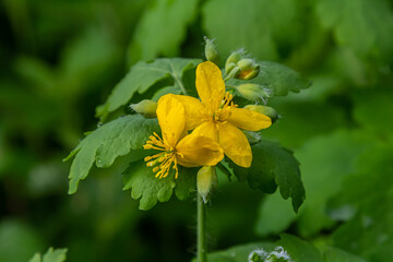 Greater Celandine, yellow wild flowers, close up. Chelidonium majus is poisonous, flowering,...