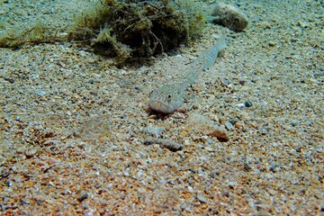 Predator fish (Synodus intermedius) on the bottom, animal portrait. Lizardfish on the seabed. Scuba diving with the marine wildlife. Underwater animal photography. Nature photo.