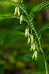 Polygonatum multiflorum flower in meadow, close up