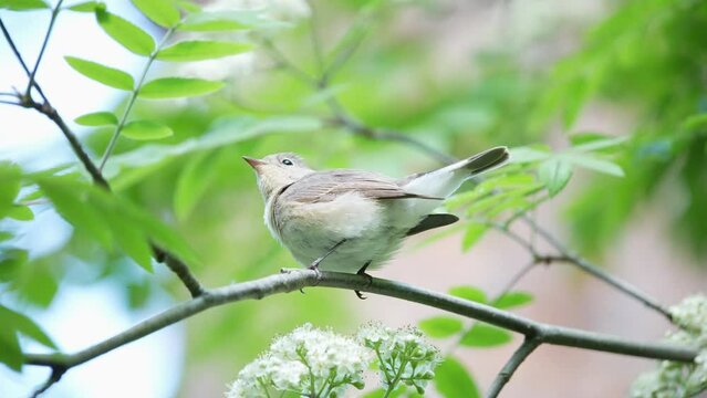 The red-breasted flycatcher (Ficedula parva) on a tree branch.
