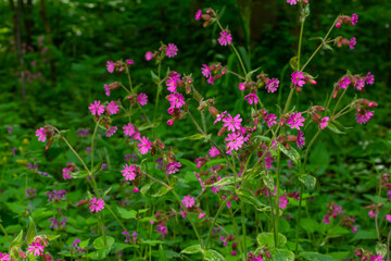 Beautiful red to pink campion. Rote Nichtnelke. Compagnon rouge. Silene dioica