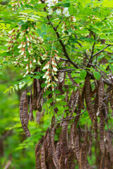 Obraz premium The enchanting blooms of Robinia Pseudoacacia flower. Black locust aka False acacia, flowers blooming