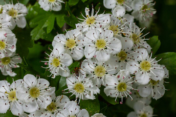 White Crataegus flowers close up in sunlight