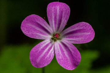 Macro photo of a geranium purpureum flower