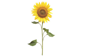 Obraz premium A bright yellow sunflower head with green leaves stands out in isolation on a white background