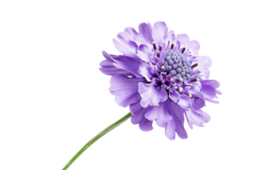 A single purple scabiosa flower in full bloom isolated on a white background