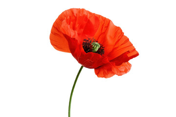 A single red poppy blossom with delicate petals isolated on a white background