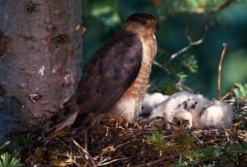 Cooper Hawk Nest With Young