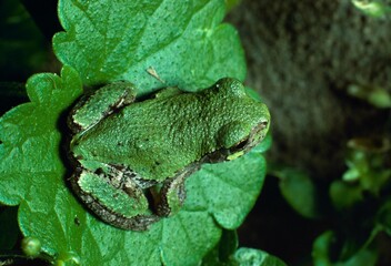 Green-Colored, Grey Tree Frog
