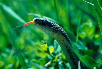 Close-Up Of Eastern Garter Snake In Grass