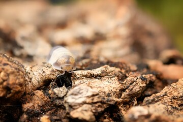 Panda King ball isopoda rathkes woodlouse, Cubaris sp. 