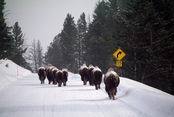 American Bison On Snow-Covered Road, Yellowstone National Park