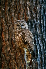 Mexican Spotted Owl Camouflaged Against Tree Bark