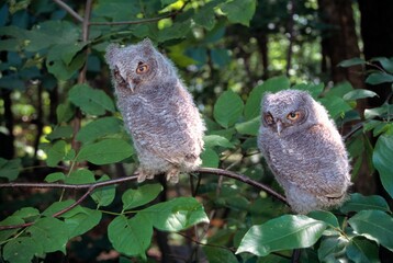 Two Fledgling Screech Owls