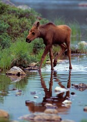 Moose Calf Walking In Stream