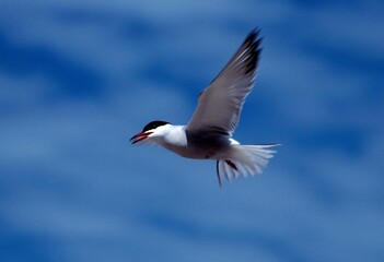 Common Tern In Flight