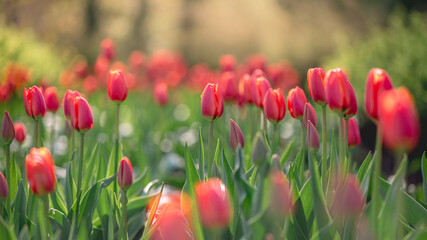 lots of beautiful red tulips, spring natural background
