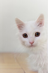 Porträt einer jungen weißen langhaarigen Katze