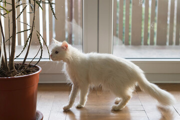 Junge weiße langhaarige Katze erkundet ihr neues Zuhause