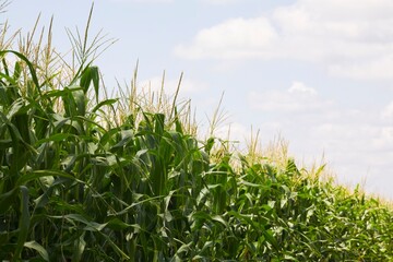 Cornfield