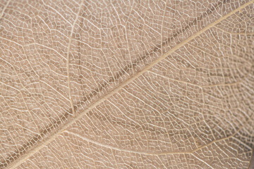 macro photography, natural plant background in the form of a skeletonized leaf of light beige color, close up