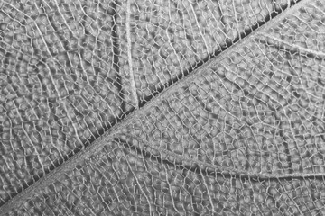 macro black and white photography, natural plant background in the form of a skeletonized leaf,...