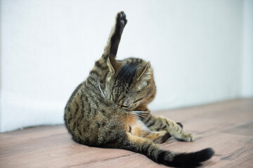 Junge getigerte Katze bei der Körperpflege
