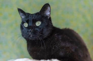 Obraz premium Porträt eines schwarzen Europäisch Kurzhaar Katers