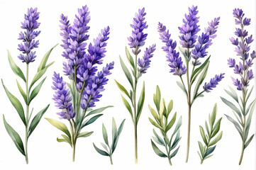 Lavender twigs in watercolor style on a white background.