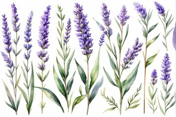 Fototapeta premium Lavender twigs in watercolor style on a white background.