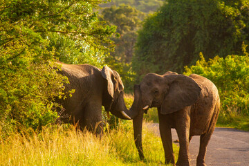 Fototapeta premium elephant in the wild