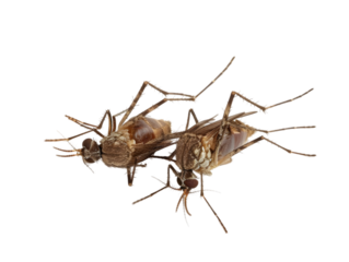 photograph of Mosquito die in the prone position due to exposure to toxins , Danger from beasts Carrying germs to humans, on isolate white background